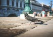 Google Pigeon – The Latest Algorithm Update