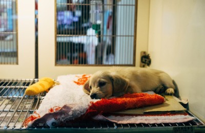Reach More Clients With Advanced Vet Marketing Agency Strategies
